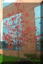 Red Tree with 
    Reflection - Mosaic Effect