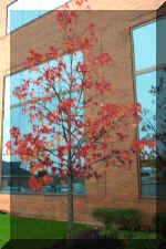 Autumn Tree and Reflection